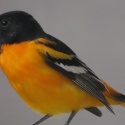 Baltimore Oriole