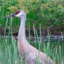 Sandhill crane