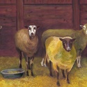 sheep by Mary Hollinger