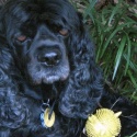 black cocker spaniel