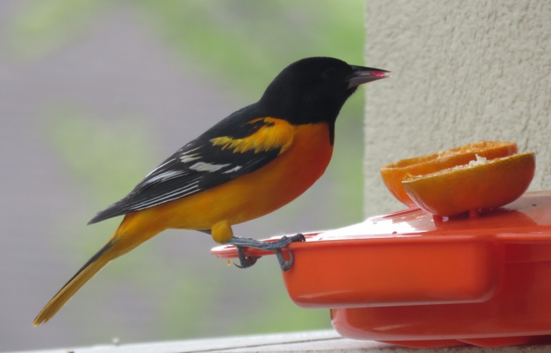 Baltimore oriole w jelly