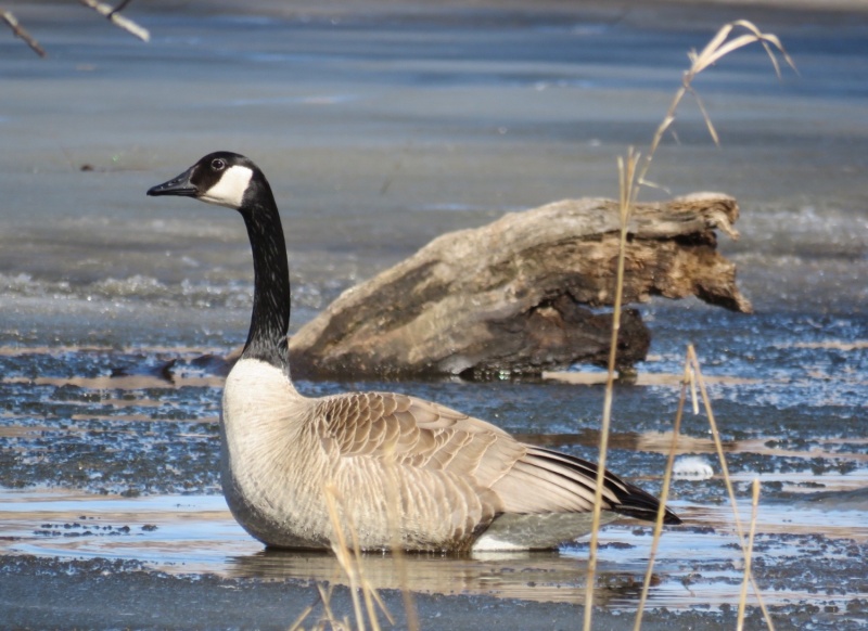 Canada Goose