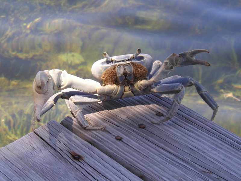 land crab