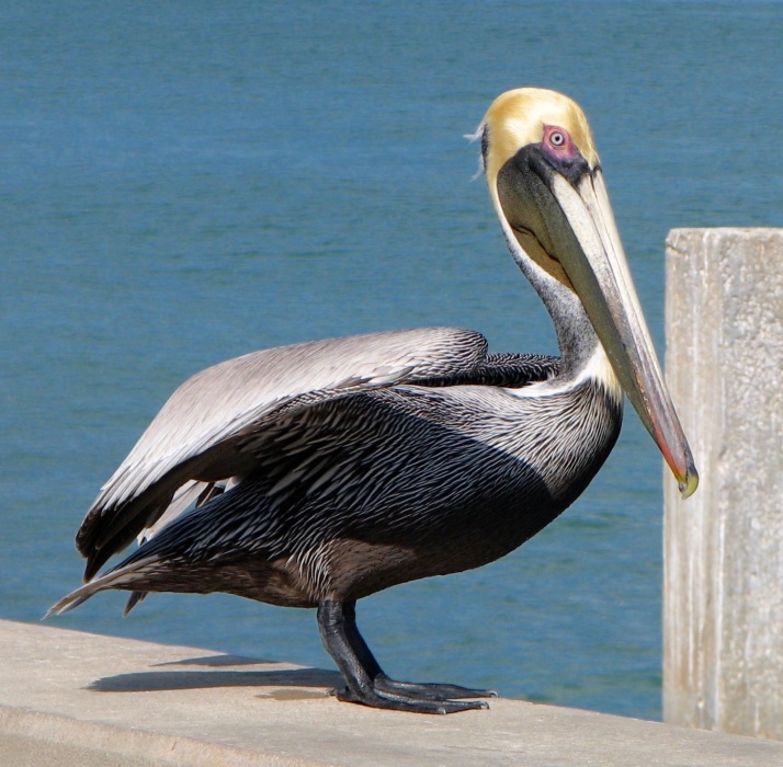 Pelican