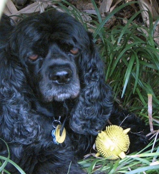 black cocker spaniel