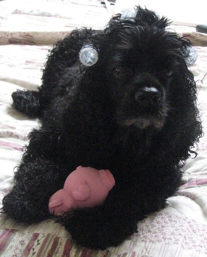cocker spaniel with silly owner